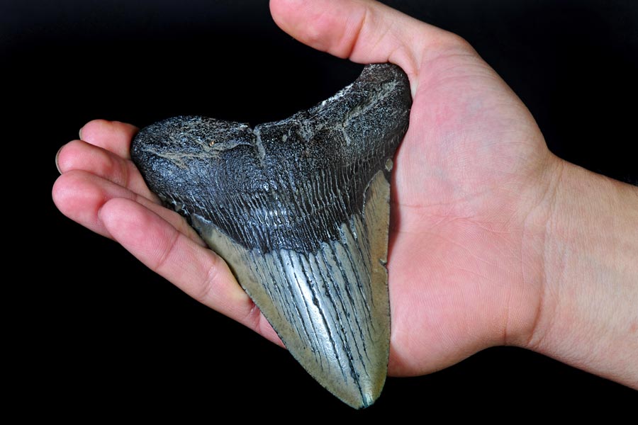 a fossilized megalodon tooth