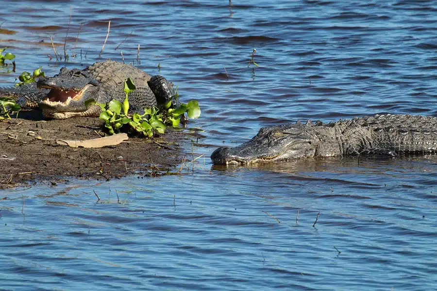 Myakka River State Park alligators