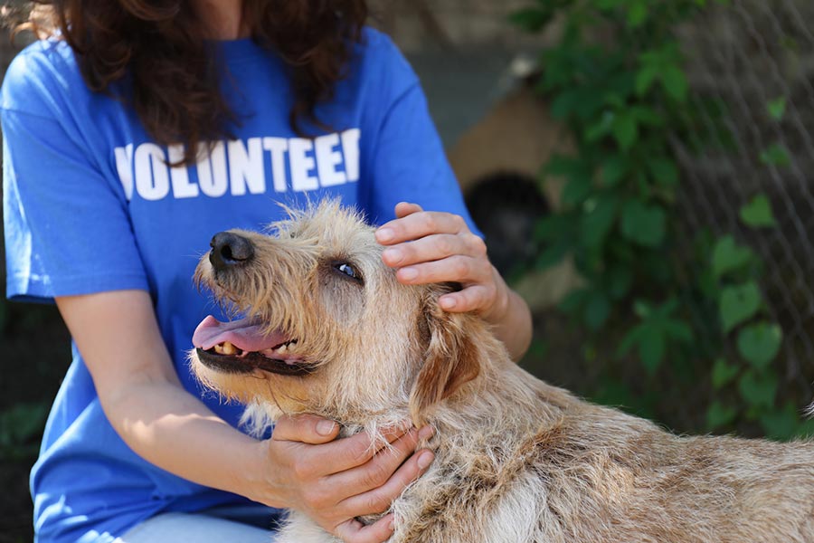 Sun Fiesta animal adoptions